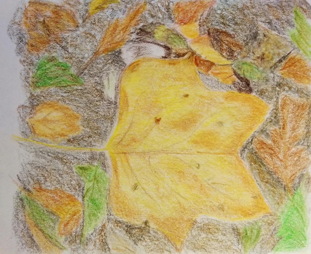 161- Tulip Tree Leaf